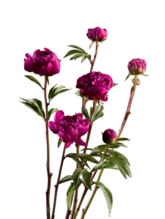 Store Bonderoser/paeonia i 19 cm potte